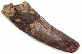 Bargain, Fossil Spinosaurus Tooth - Feeding Worn Tip #376590-1